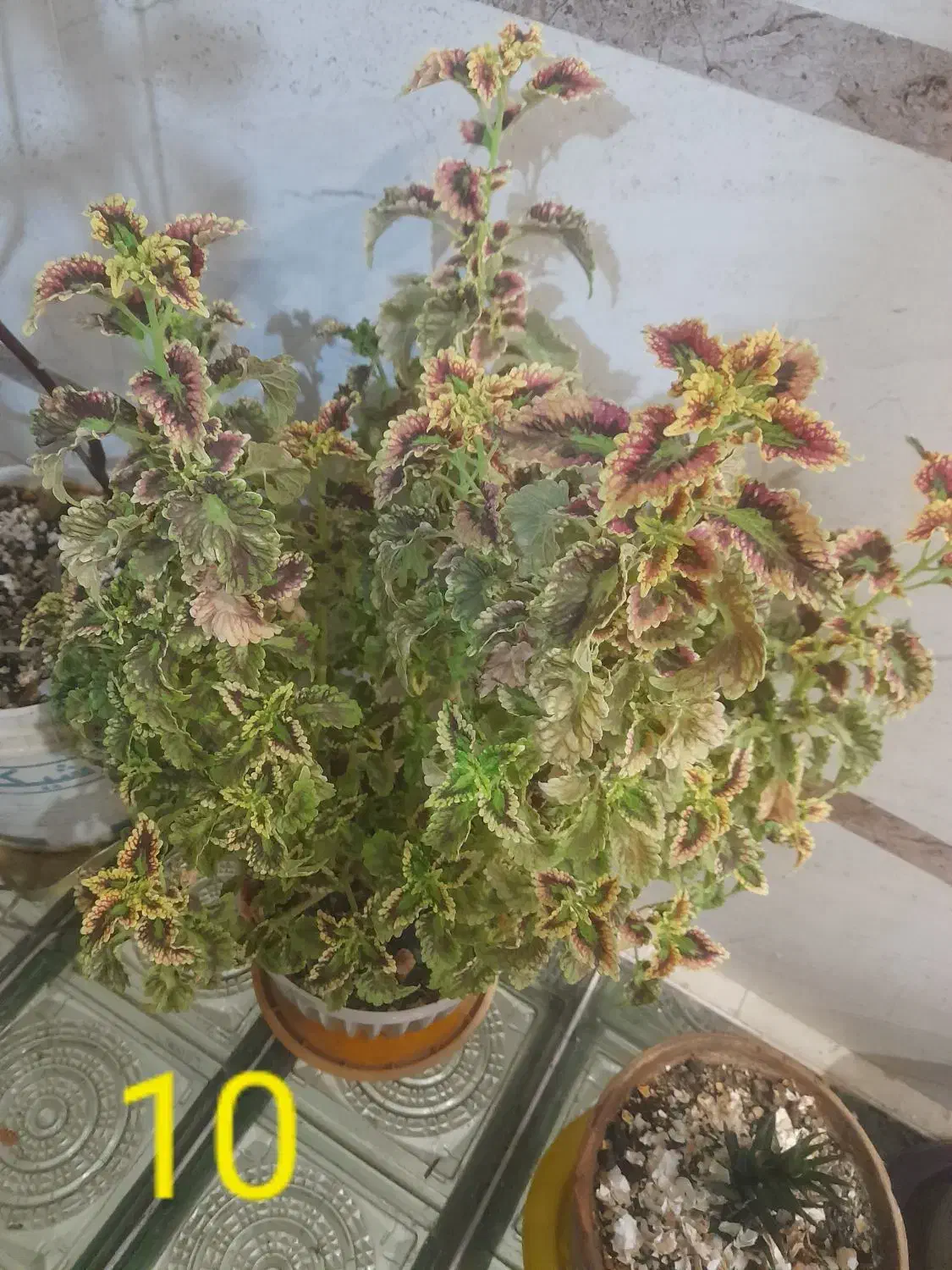 گل های طبیعی عزیز|گل و گیاه طبیعی|کامیاران, |دیوار