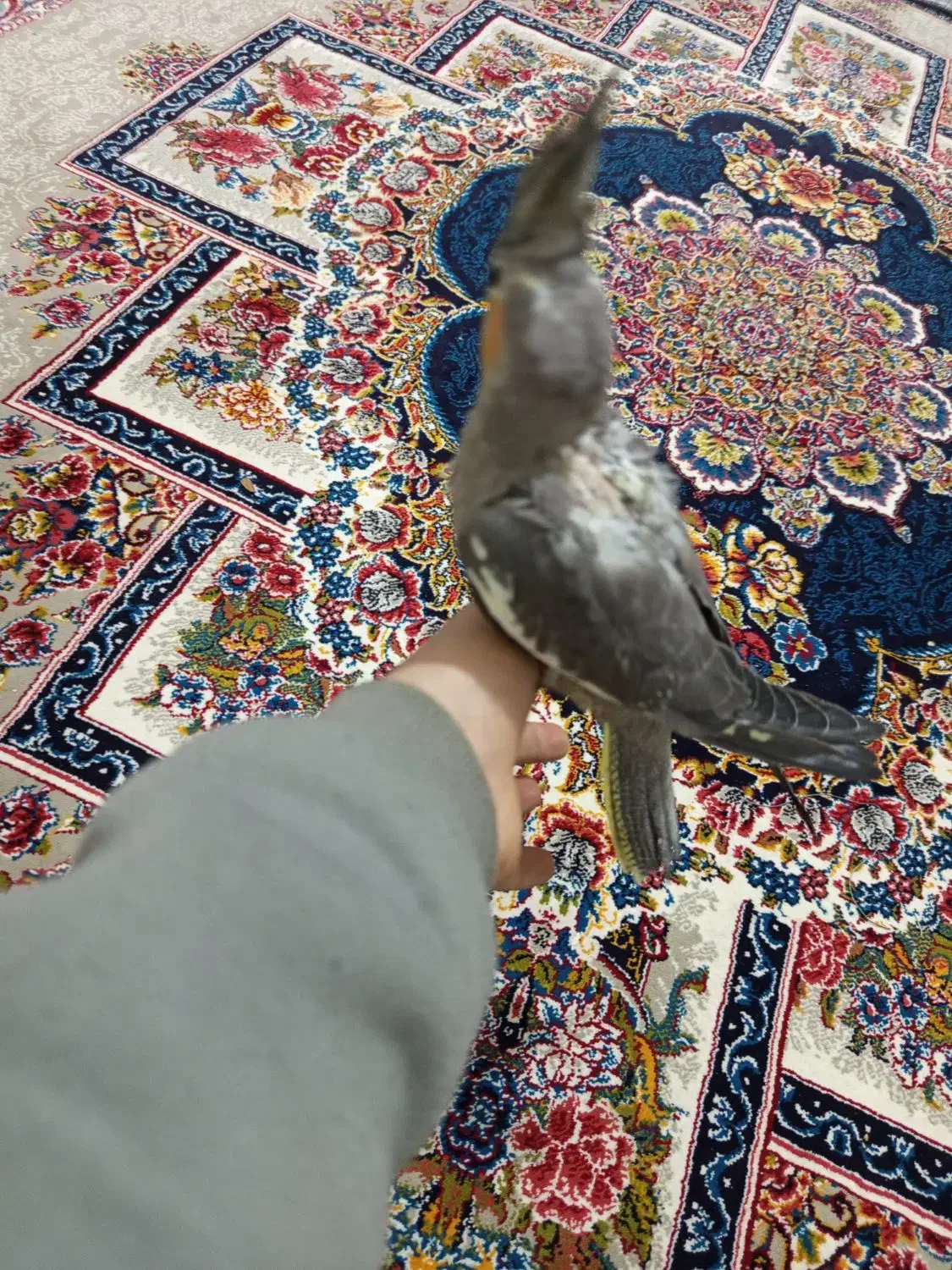 جوجه عروس هلندی|پرنده|پاکدشت, حصار امیر|دیوار