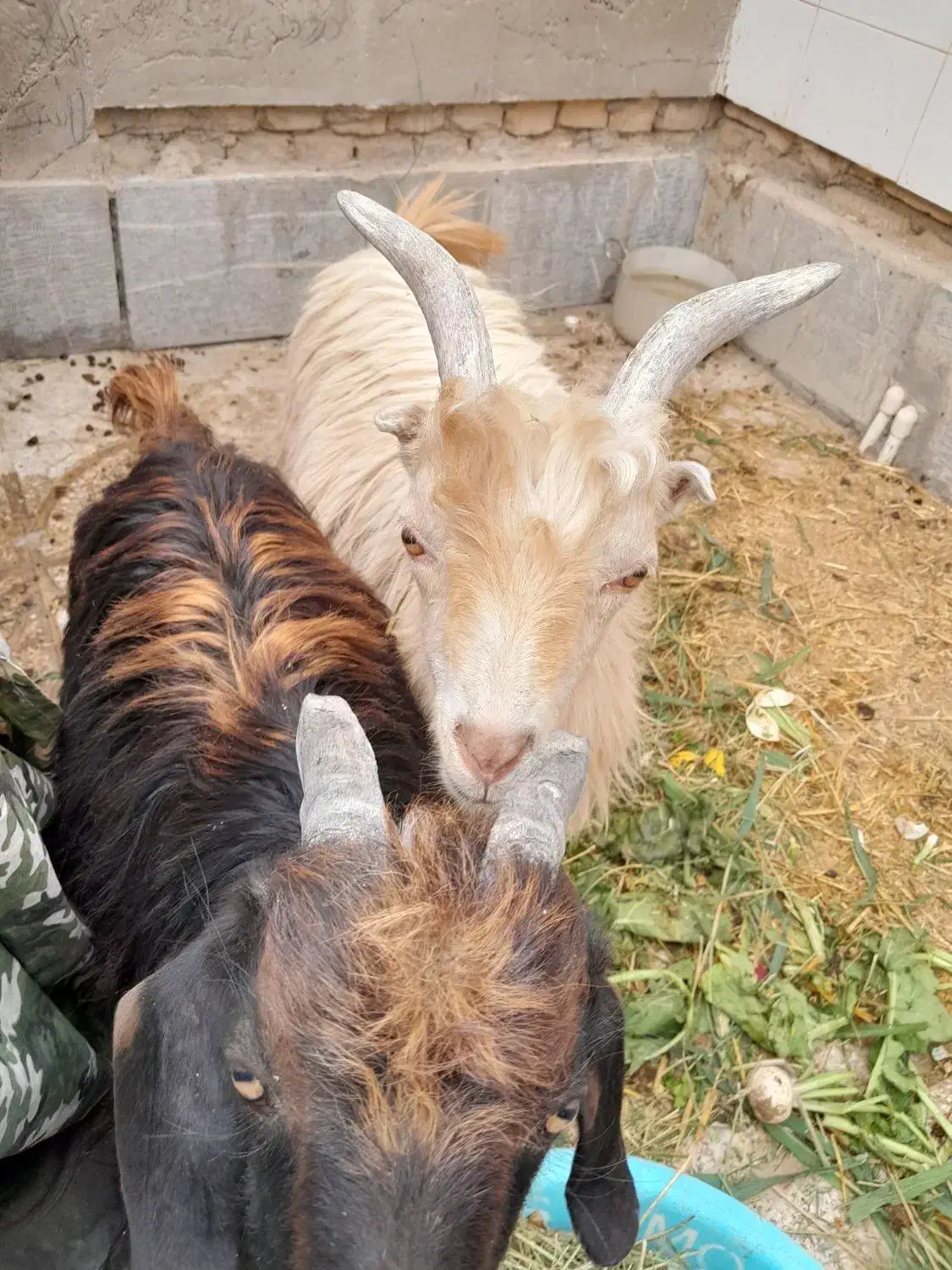 .دوتا بز خونگی جفت نر ماده دوقولو زا َ بشرط|حیوانات مزرعه|حبیب آباد, |دیوار