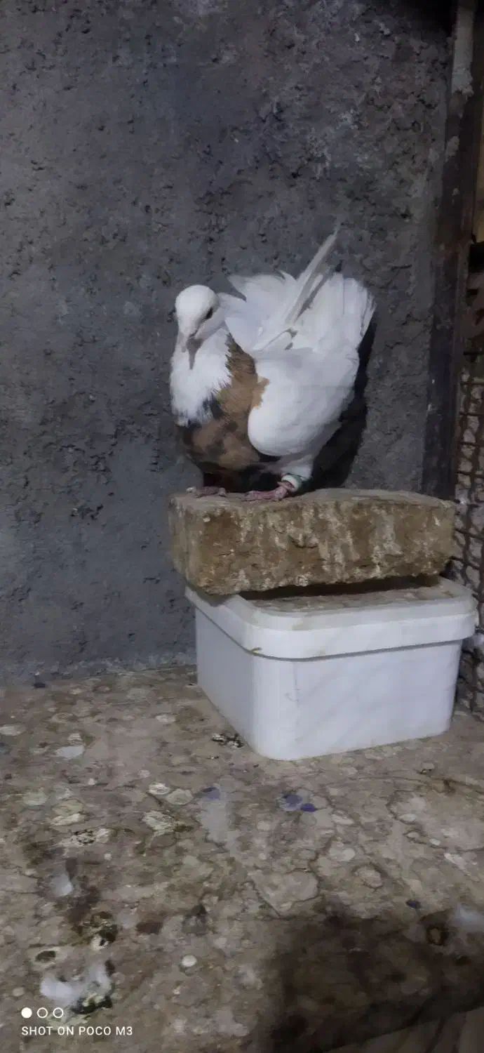 طوقی زرد خال سیاه وخرمای|پرنده|بهار, |دیوار