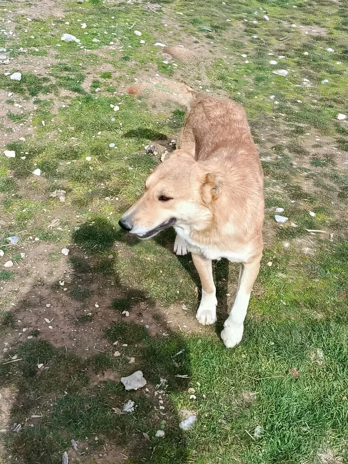 سگ گلی|سگ|خرمآباد, |دیوار