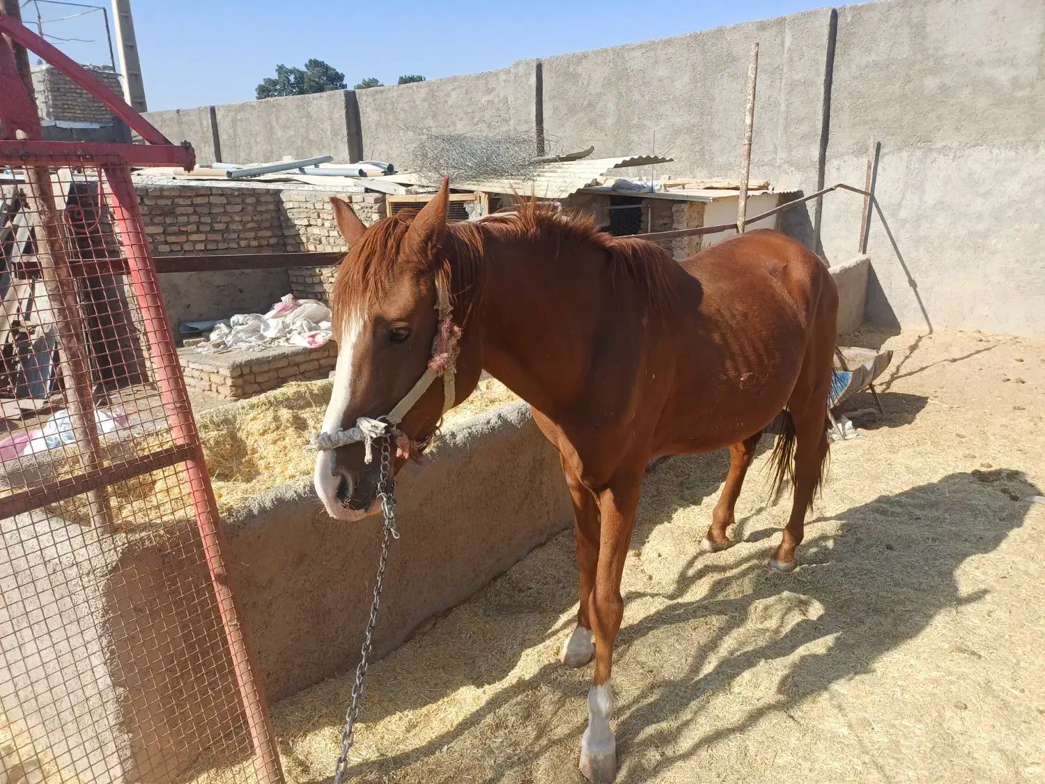 فروش|اسب و تجهیزات اسب‌سواری|خاوران, |دیوار