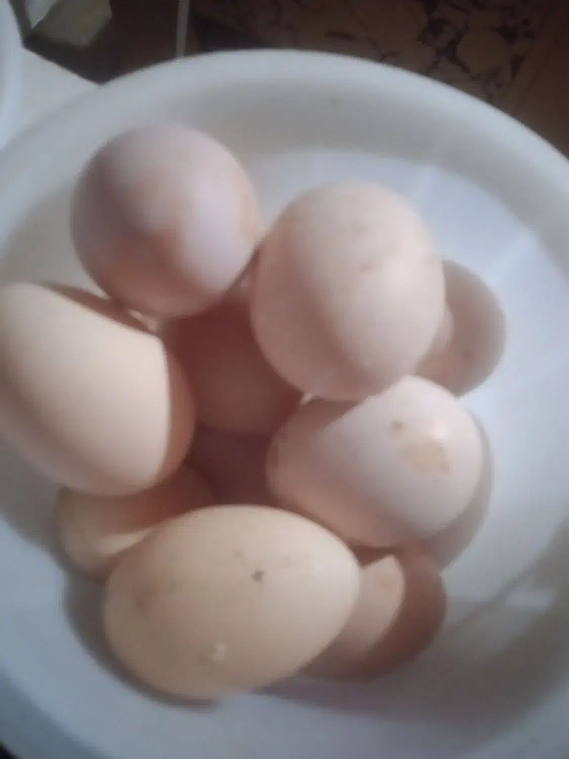 تخم مرغ محلی 25عدد|خوردنی و آشامیدنی|تالش, هشتپر|دیوار