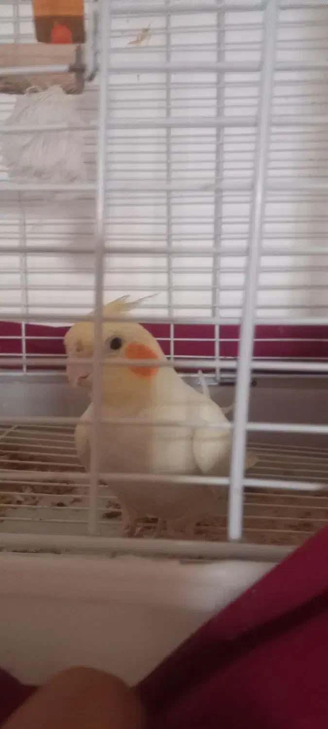 عروس هلندی نر اهلی|پرنده|کازرون, |دیوار