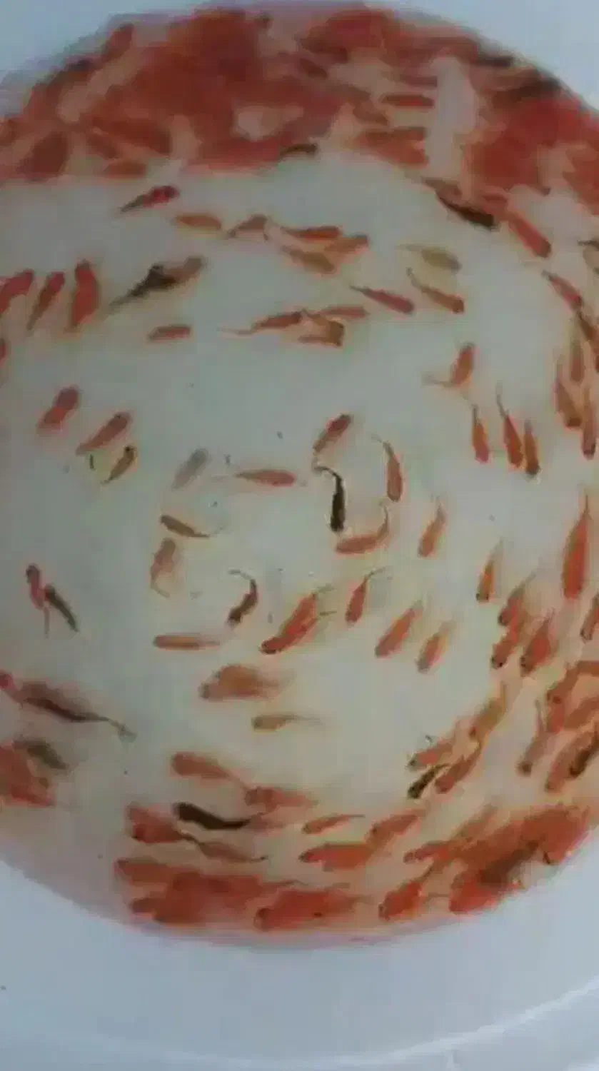 ماهی|ماهی|شاهرود, |دیوار