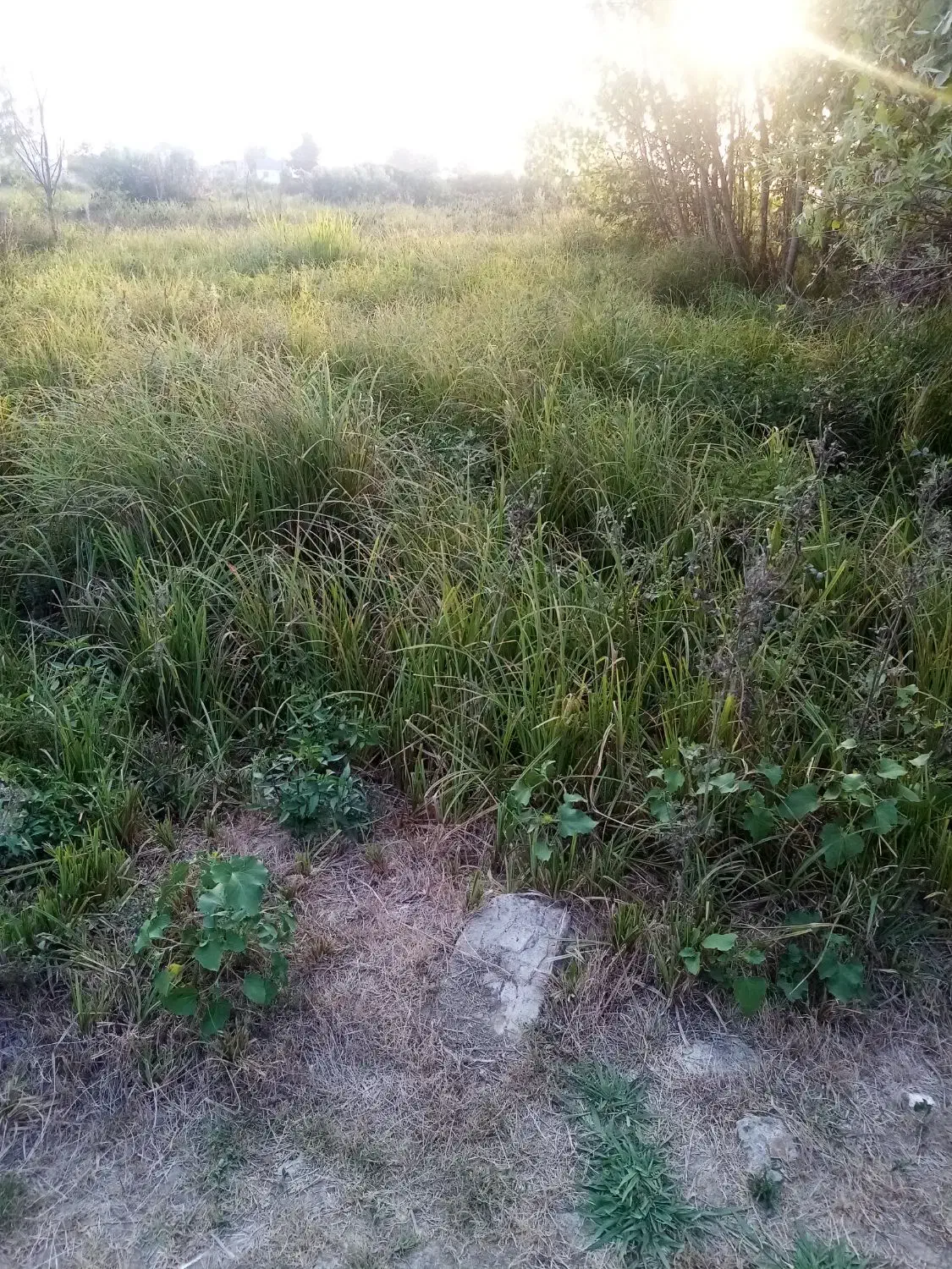 حراج زمین مسکونی|حراج|رشت, لاکان شهر|دیوار