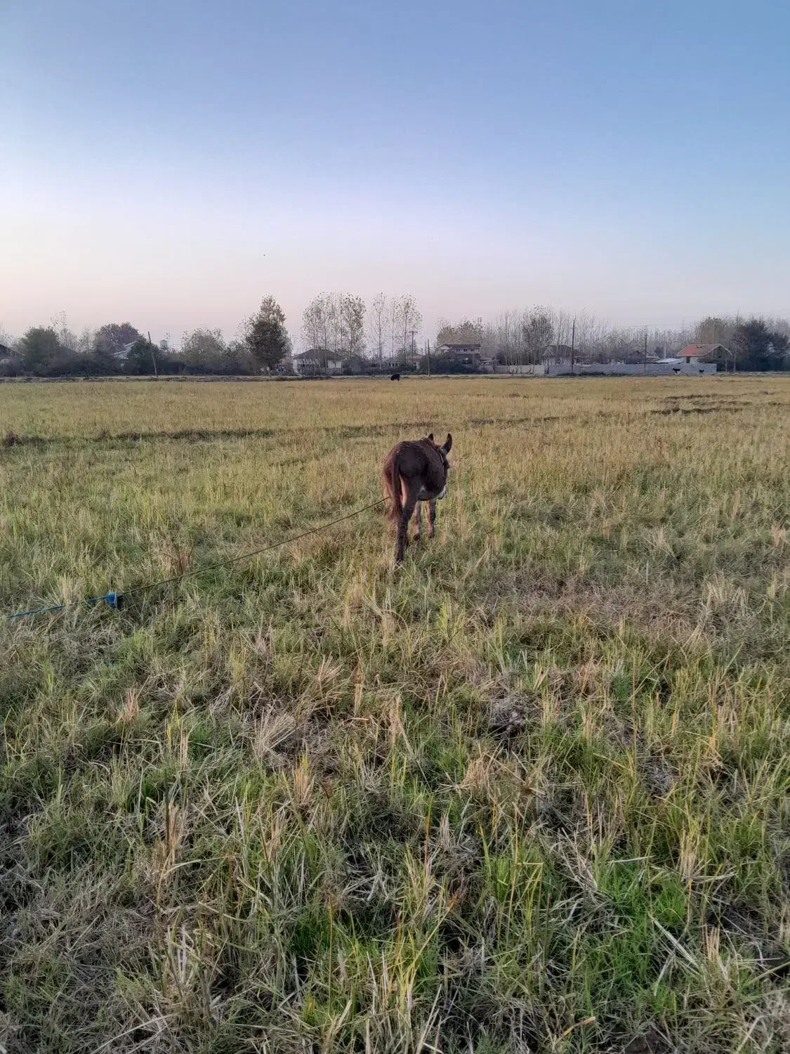 خر...جوون وسالم|حیوانات مزرعه|لشت نشا, |دیوار