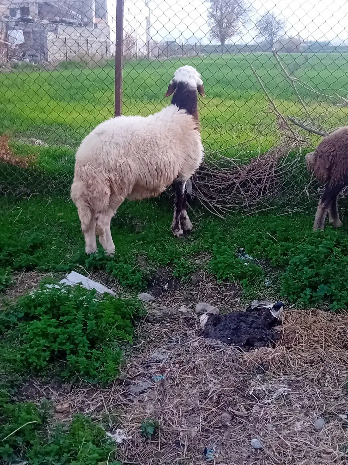 گوسفند|حیوانات مزرعه|گرگان, |دیوار