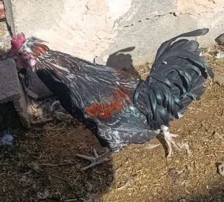 خروس خونگی بالغ جوان|پرنده|خاتم, |دیوار