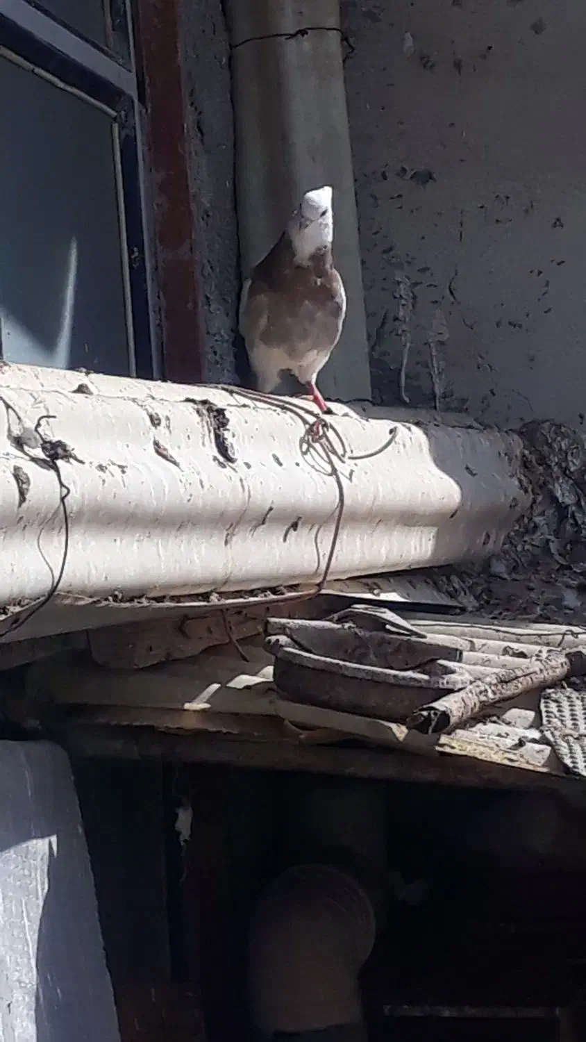 کبوتر|پرنده|سرپل ذهاب, |دیوار