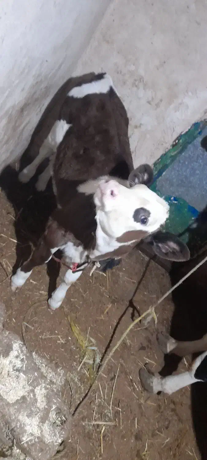 گوساله ۲ماهه|حیوانات مزرعه|صومای برادوست, |دیوار