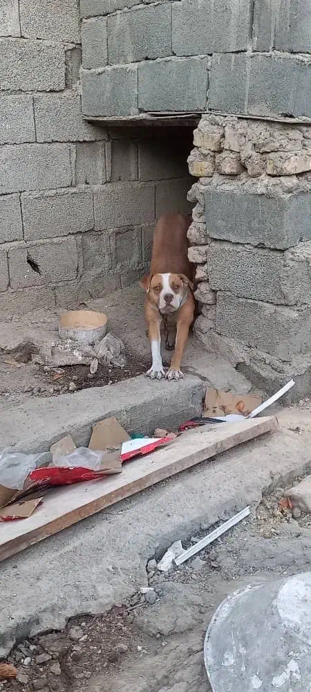 پیت بول ماده|سگ|کرج, شهرک بنفشه|دیوار