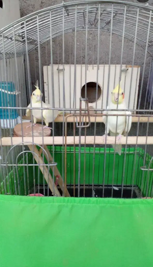 عروس هلندی|پرنده|سجاس رود, |دیوار