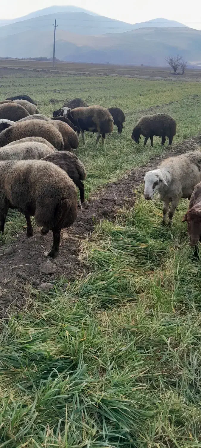 بره چاق ارگانیک|حیوانات مزرعه|دینور, |دیوار