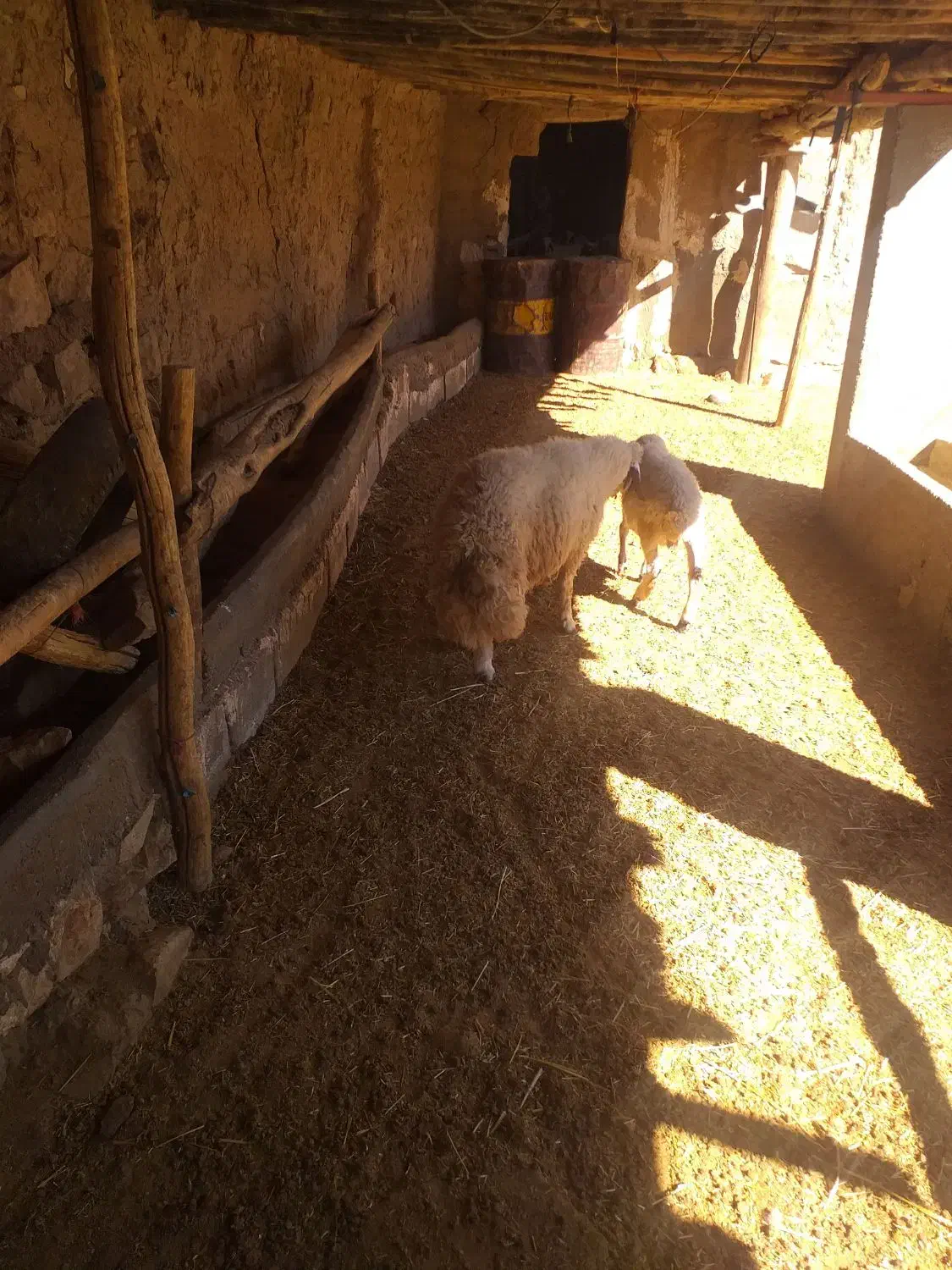 کاور ورن سنجابی|حیوانات مزرعه|حمیل, |دیوار