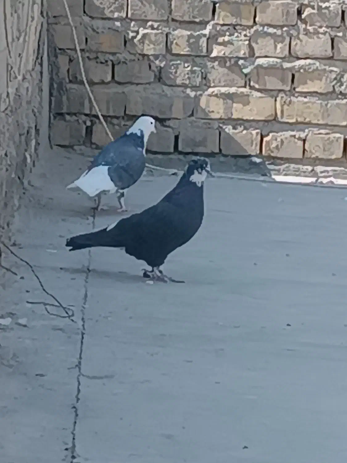 کفتر پرشی|پرنده|یزد, |دیوار
