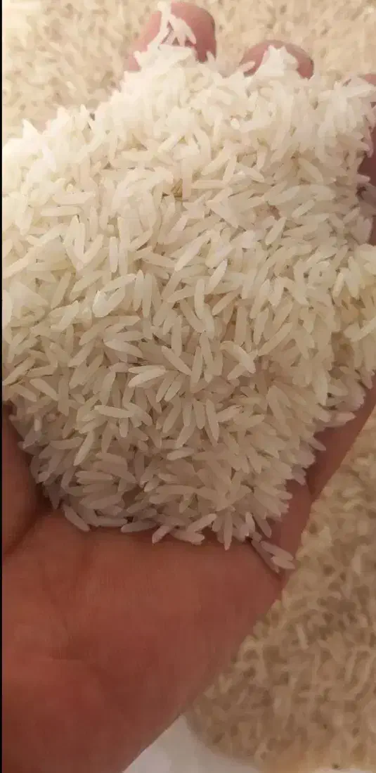 برنج فجر سوزنی 90روزه|خوردنی و آشامیدنی|دلند, |دیوار