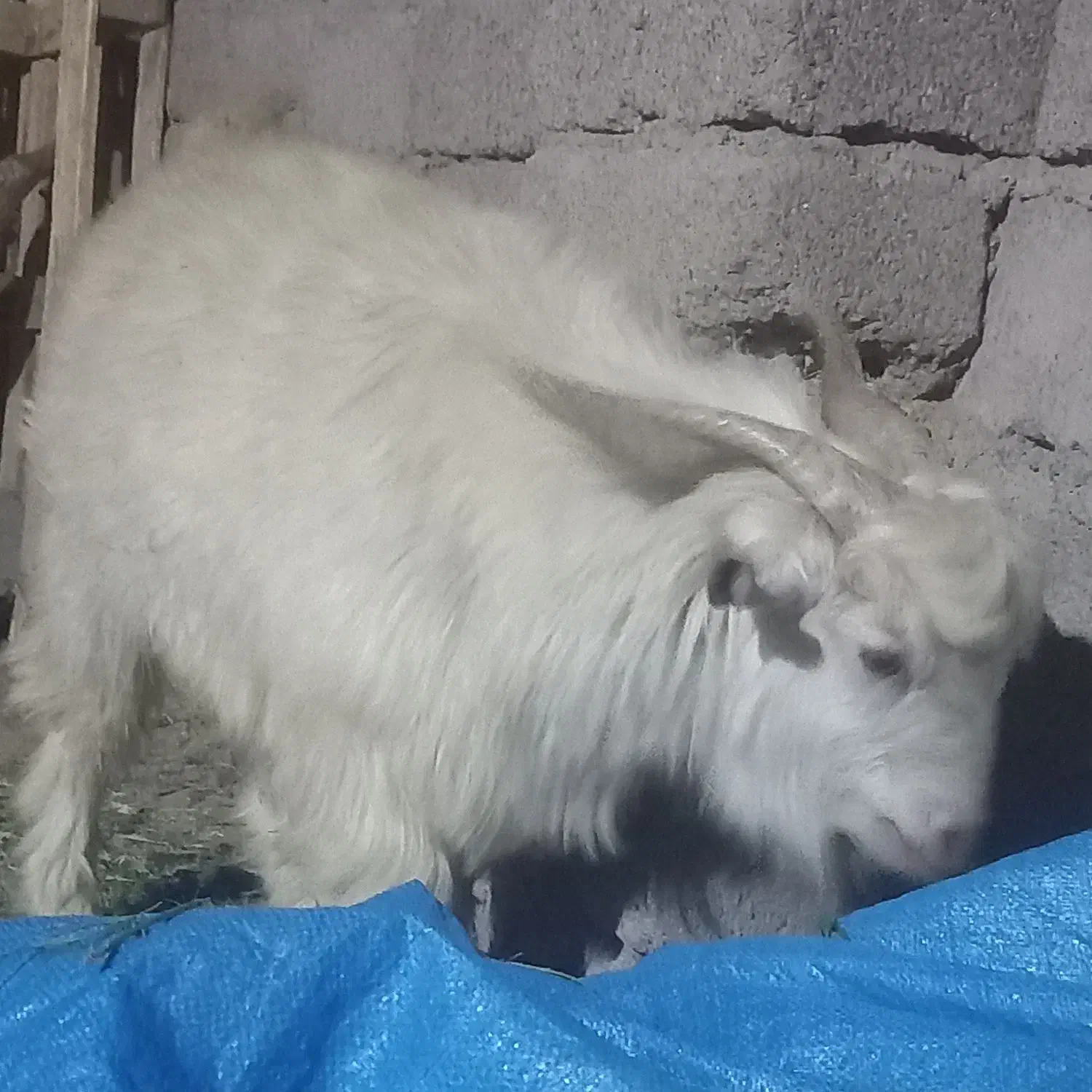 نری چاق|حیوانات مزرعه|فهرج, |دیوار