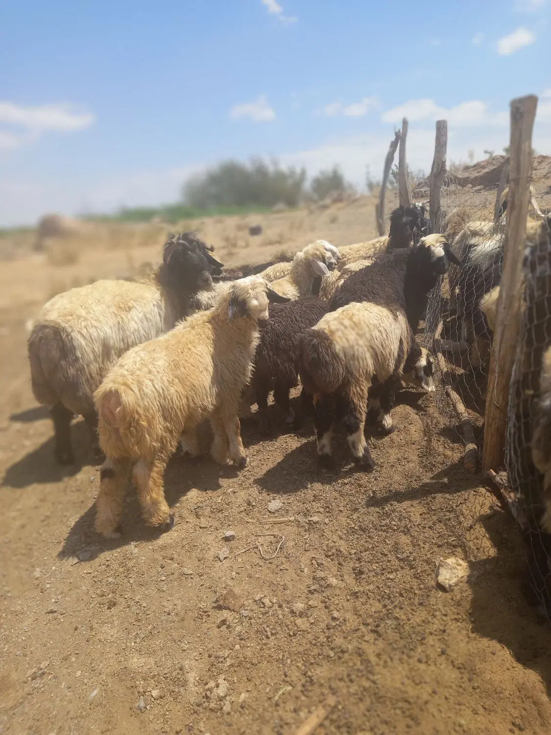 بره|حیوانات مزرعه|بربرود, |دیوار