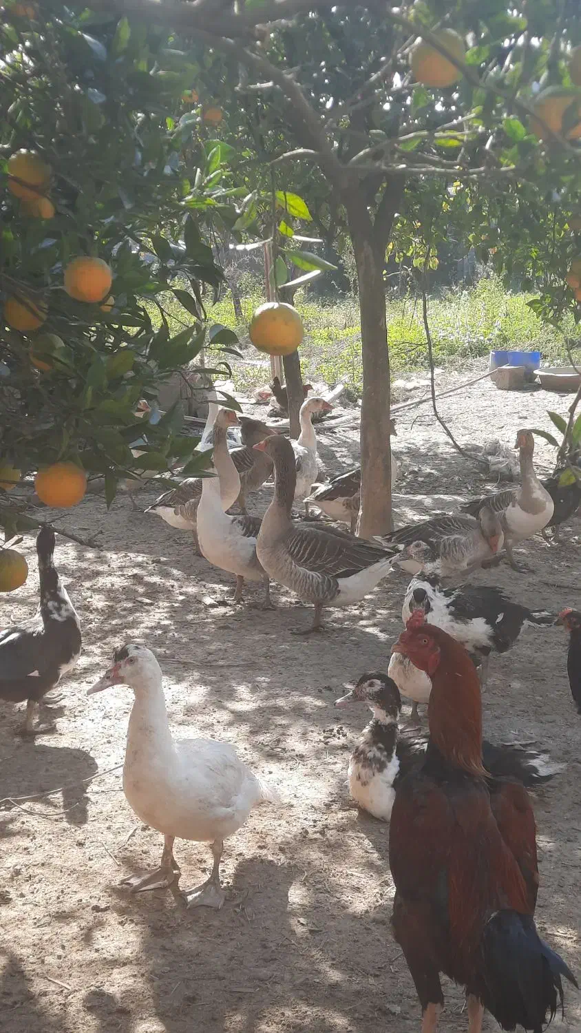 غاز محلی نر|حیوانات مزرعه|بابل, |دیوار