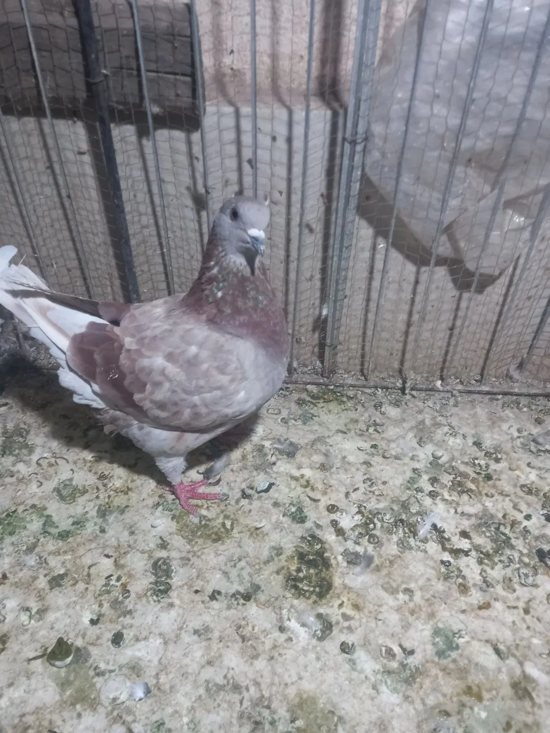 کینگ|پرنده|تهران, تختی|دیوار