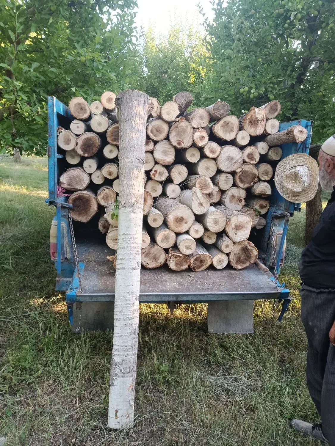 خرید و برش انواع چوب|خدمات باغبانی و درختکاری|نقده, |دیوار