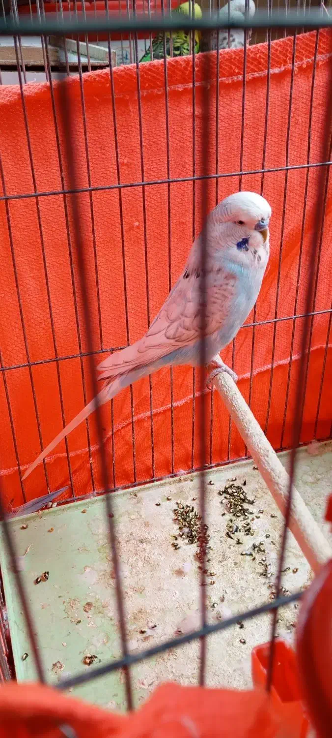 مرغ عشق انگلیسی|پرنده|شاهینشهر, خبرنگار|دیوار