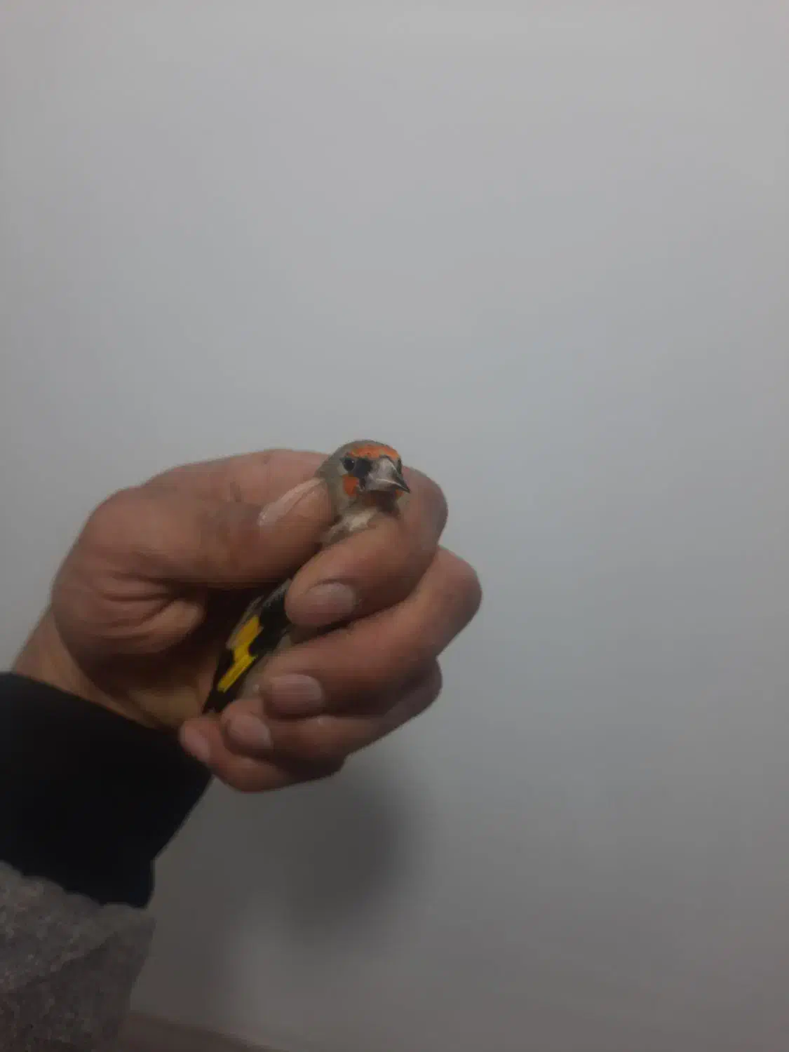 سهره سقا گلبسر|پرنده|کرمان, |دیوار