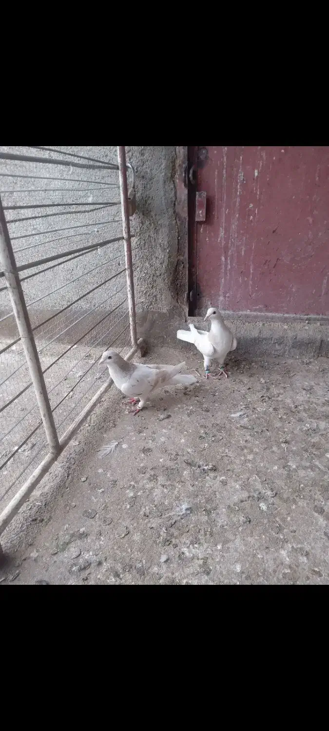 کبوتر|پرنده|تربت‌حیدریه, قائم|دیوار