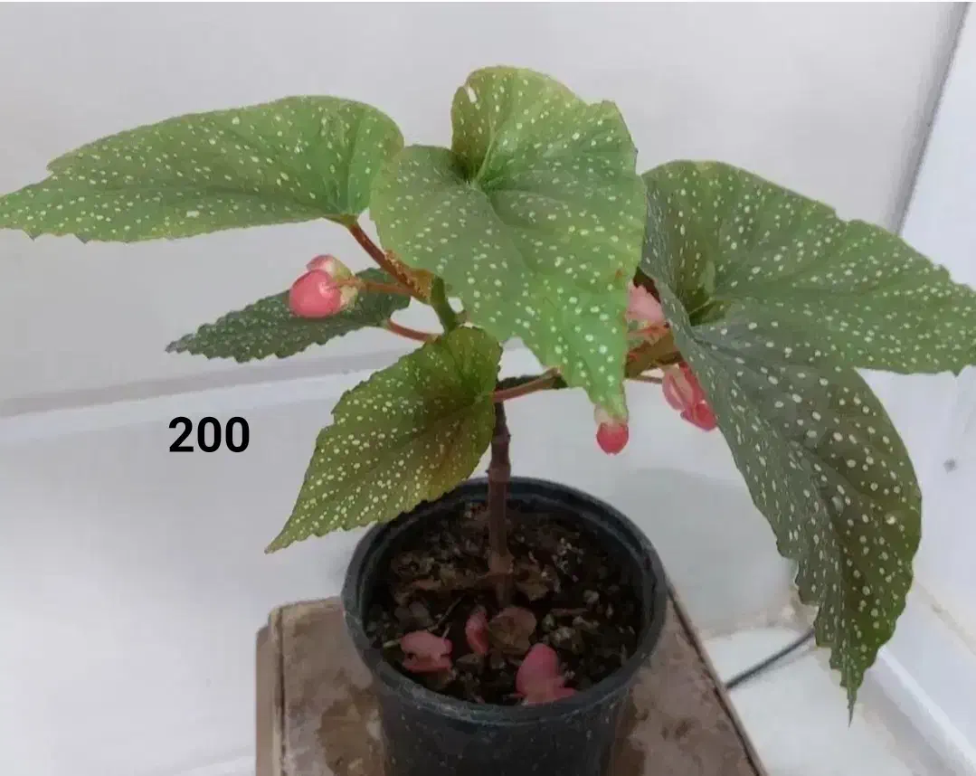 فروش انواع گل و گیاه طبیعی|گل و گیاه طبیعی|نمین, |دیوار