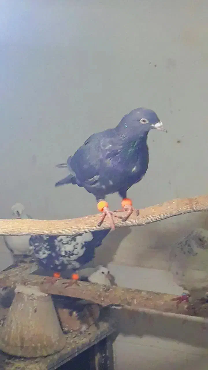 کاغذی زاغ|پرنده|تربت‌حیدریه, مظفریه|دیوار