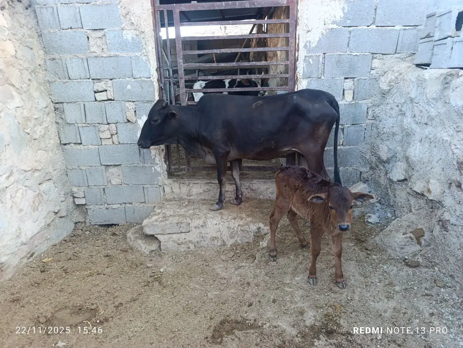 گاو و گوساله نر|حیوانات مزرعه|سیمکان, |دیوار