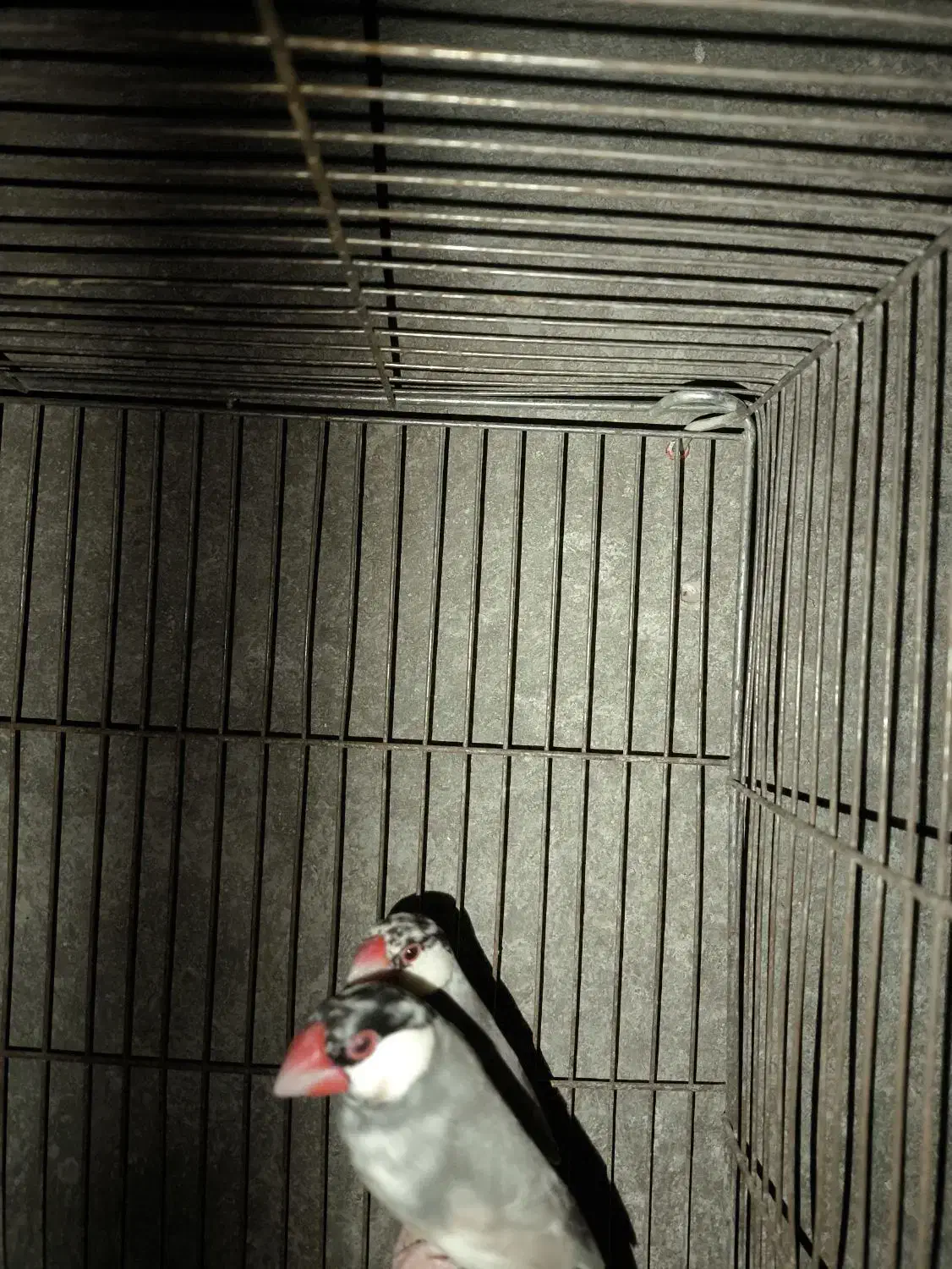 فنچ نرگسی|پرنده|سراوان, |دیوار