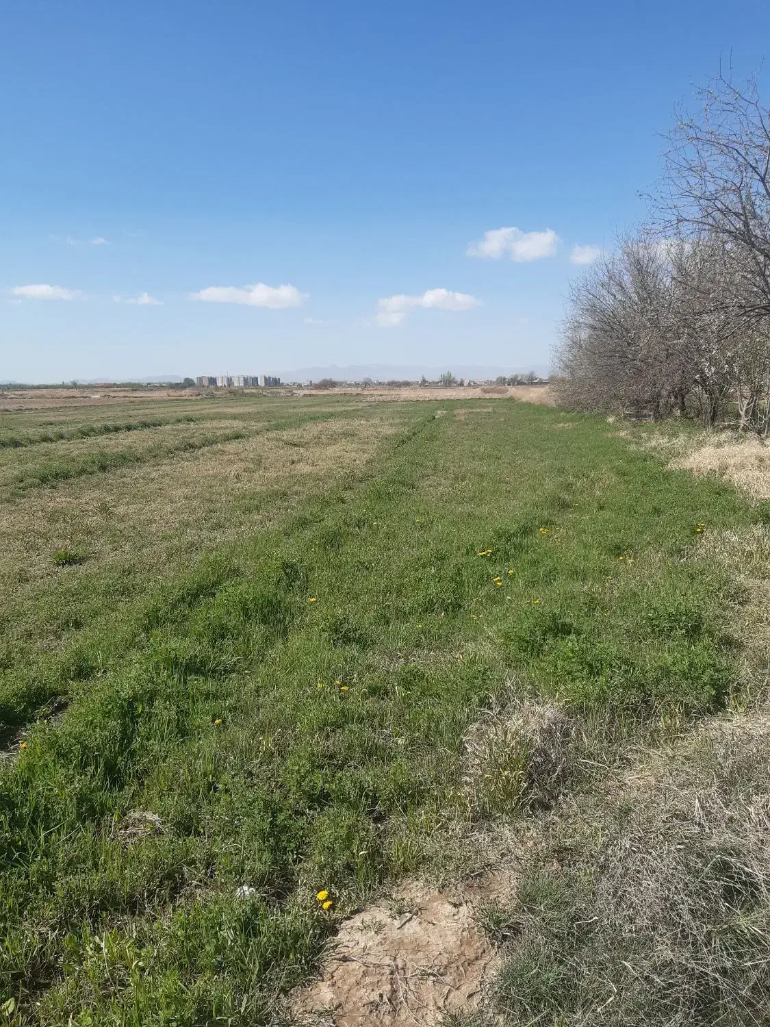 اجاره زمین|اجارهٔ دفتر صنعتی، کشاورزی، تجاری|میاندوآب, |دیوار