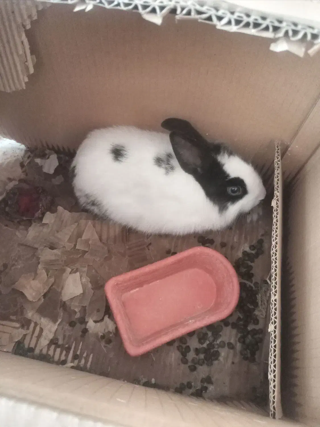 خرگوش|موش و خرگوش|شهرکرد, |دیوار