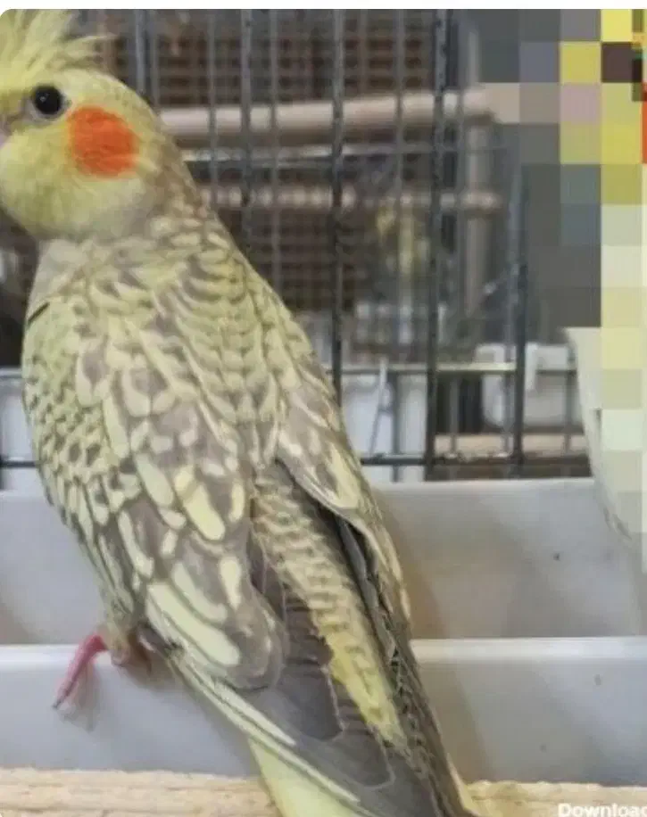 مژدگانی برای یابنده ی عروس هلندی(گمشده)|پرنده|بندر امام خمینی, |دیوار