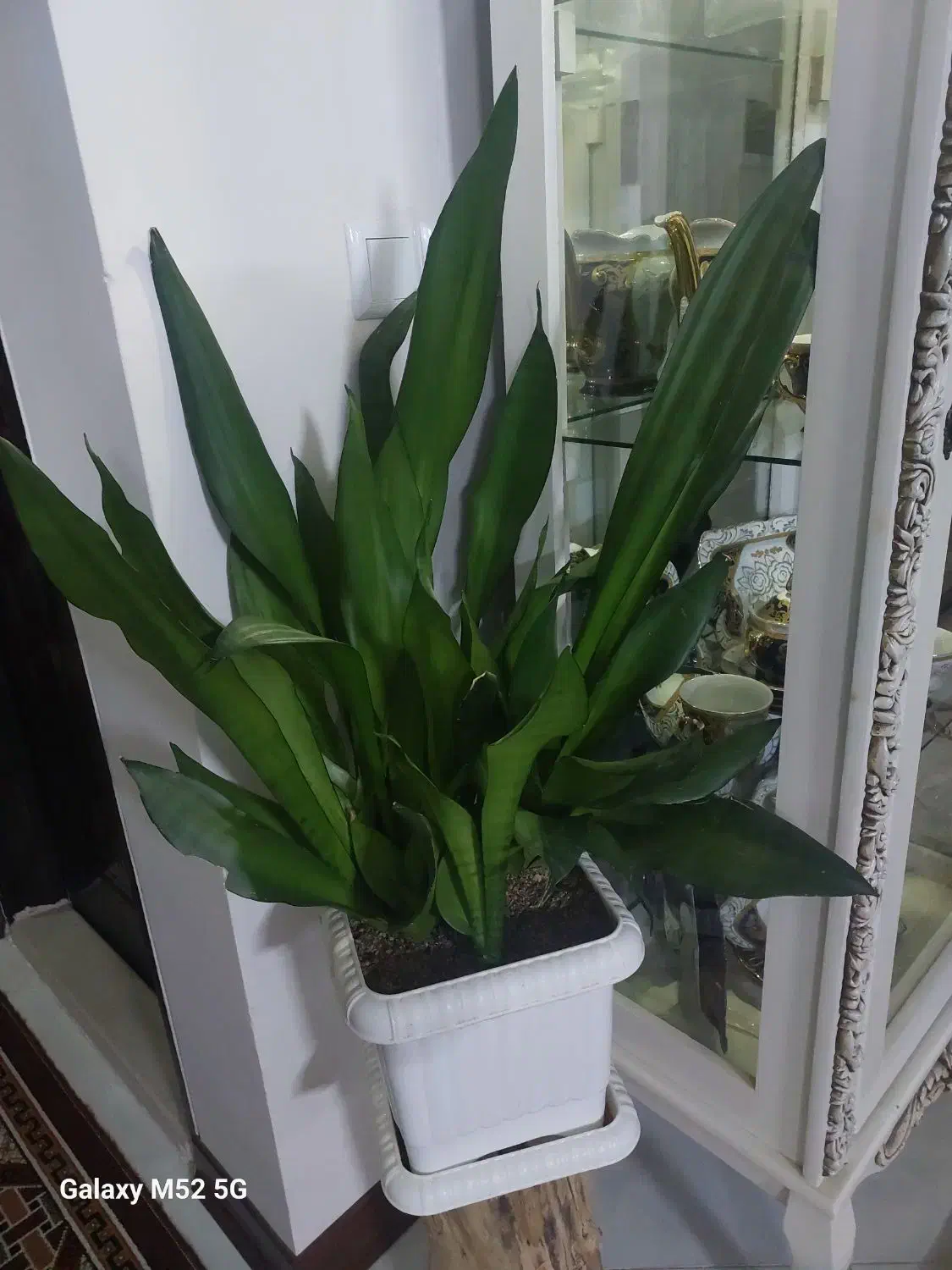 سانسوریا مهتابی|گل و گیاه طبیعی|گلبهار, شهر جدید گلبهار|دیوار