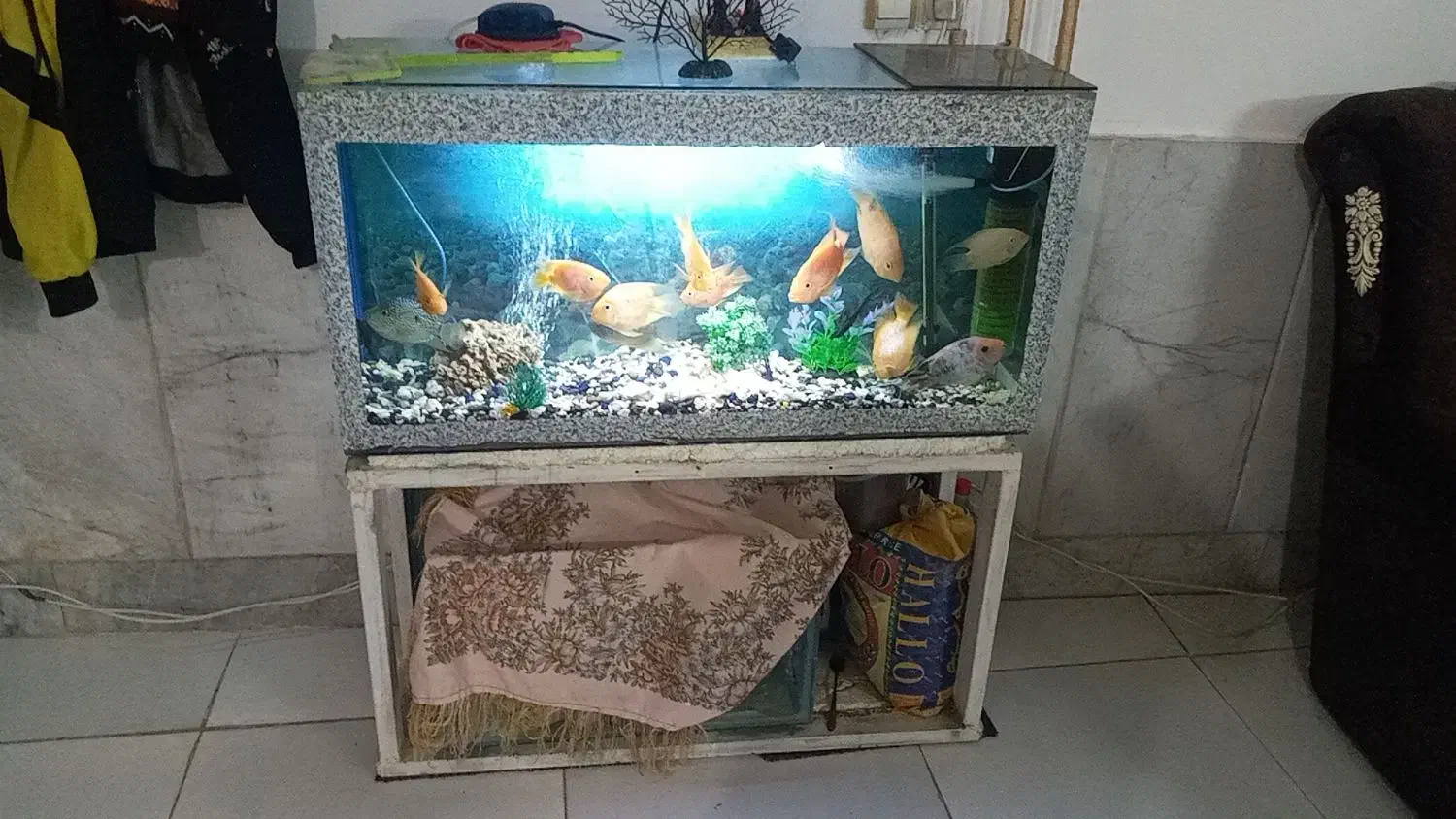 ماهی گوشتخوار|ماهی|مشهد, حضرت حجت|دیوار