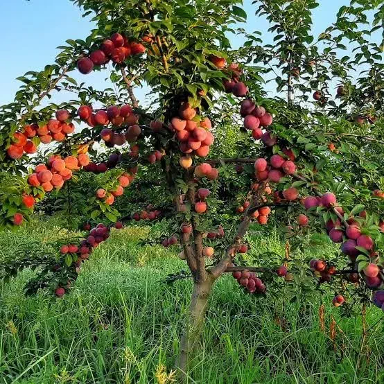 باغ سرپا آماده محصول|فروش زمین و ملک کلنگی|خان ببین, |دیوار