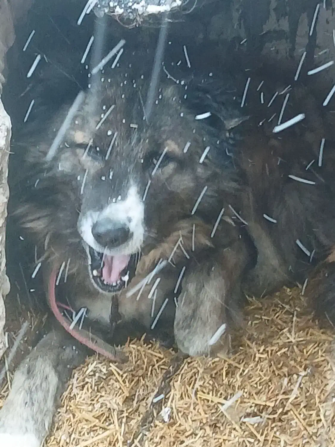 سگ محلی|سگ|اردبیل, |دیوار