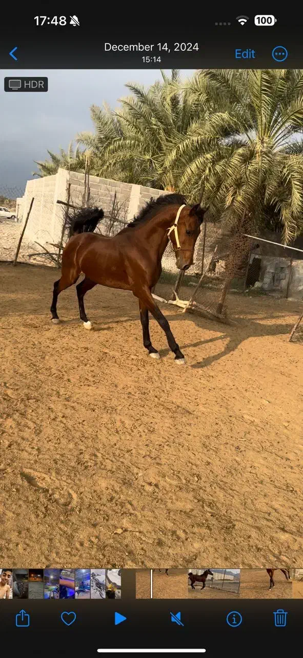 اسب کورسی|اسب و تجهیزات اسب‌سواری|کهنوج, |دیوار