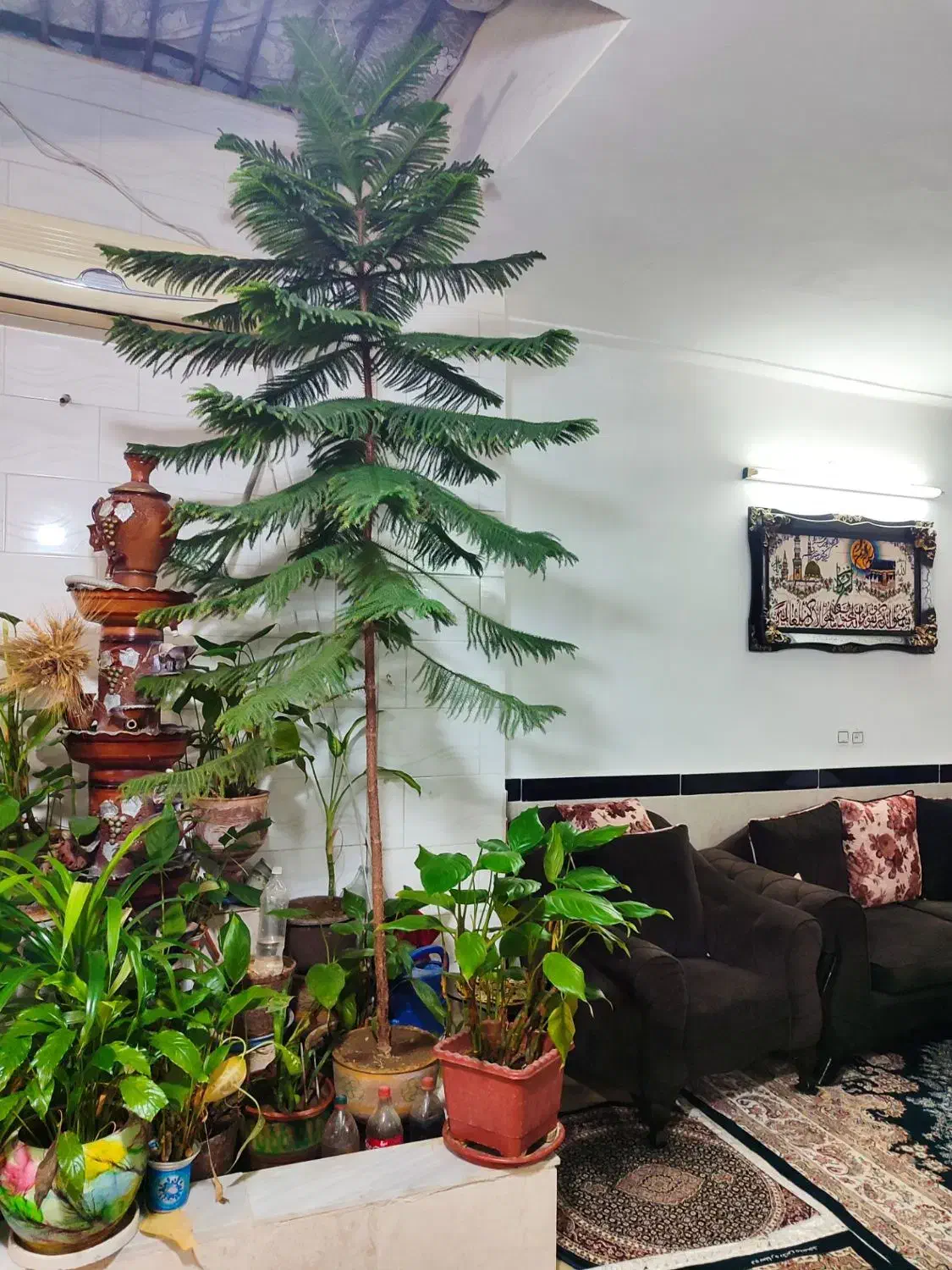 گل کاج|گل و گیاه طبیعی|قصرشیرین, |دیوار