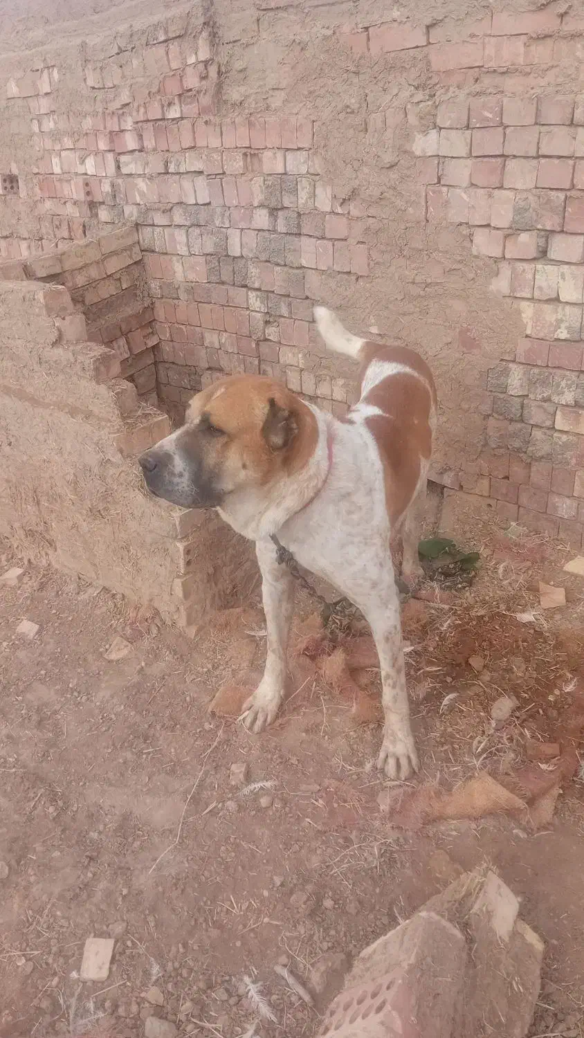 سگ سرابی|سگ|زرند, |دیوار