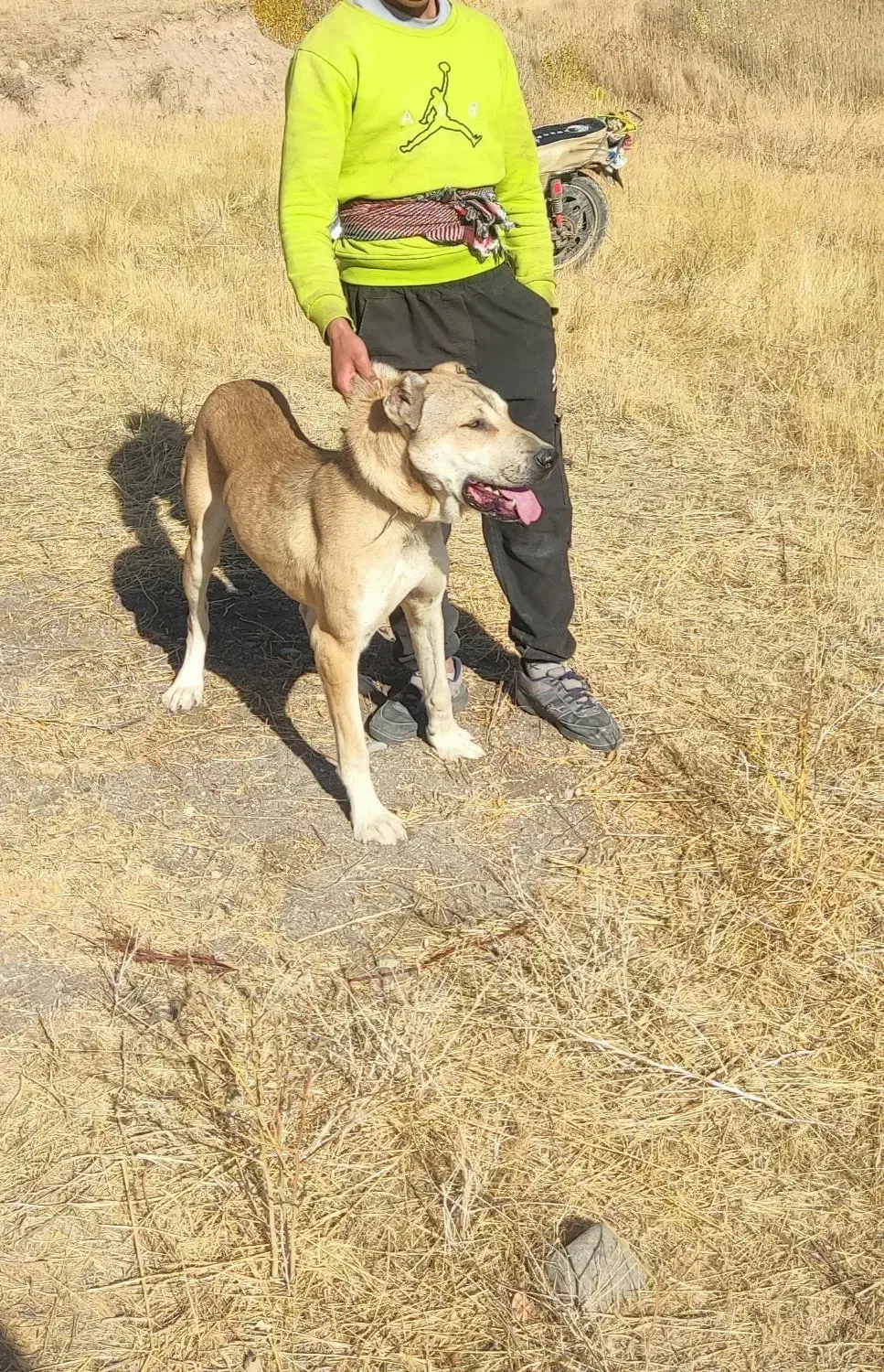 توله سرابی|سگ|بستان آباد, |دیوار