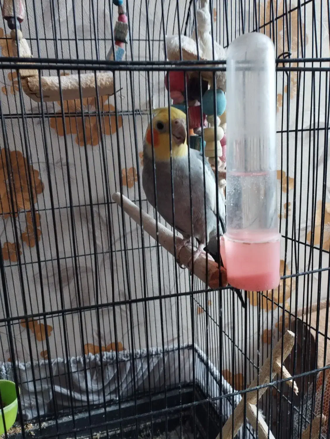 عروس هلندی|پرنده|باقرشهر, |دیوار