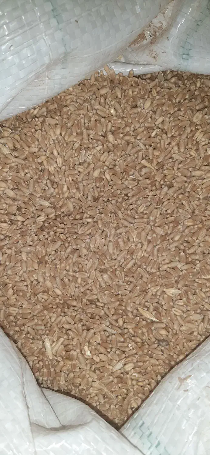 گندم|خدمات باغبانی و درختکاری|گرمسار, |دیوار