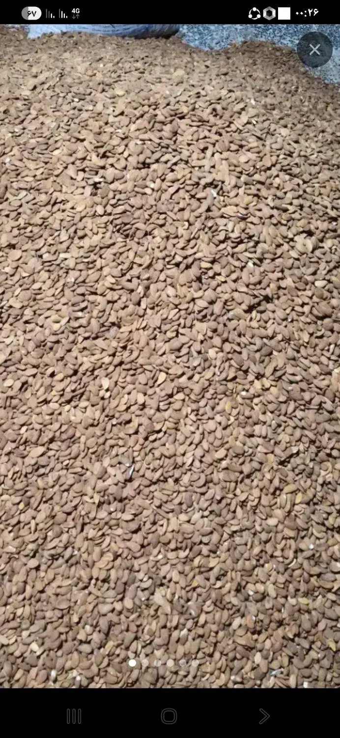 بادام مامای|خوردنی و آشامیدنی|جونقان, |دیوار