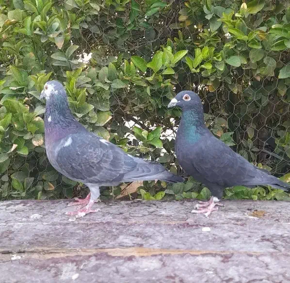 کبوتر بزک پلاکی|پرنده|شیراز, بازار|دیوار