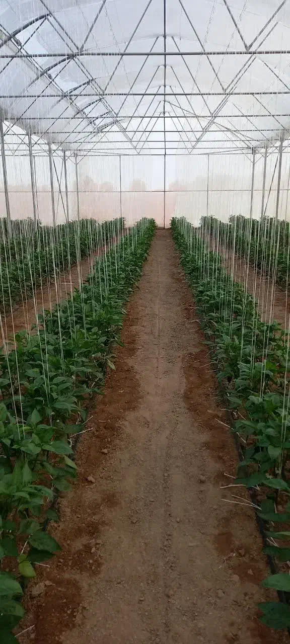 گلخانه|فروش زمین و ملک کلنگی|شاهین‌شهر, گرگاب|دیوار