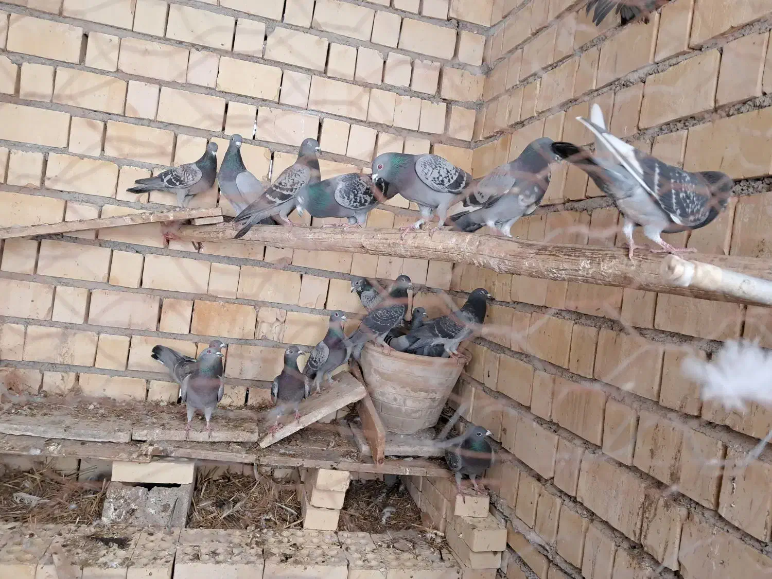 کبوترپلاکی|پرنده|خرمشهر, |دیوار